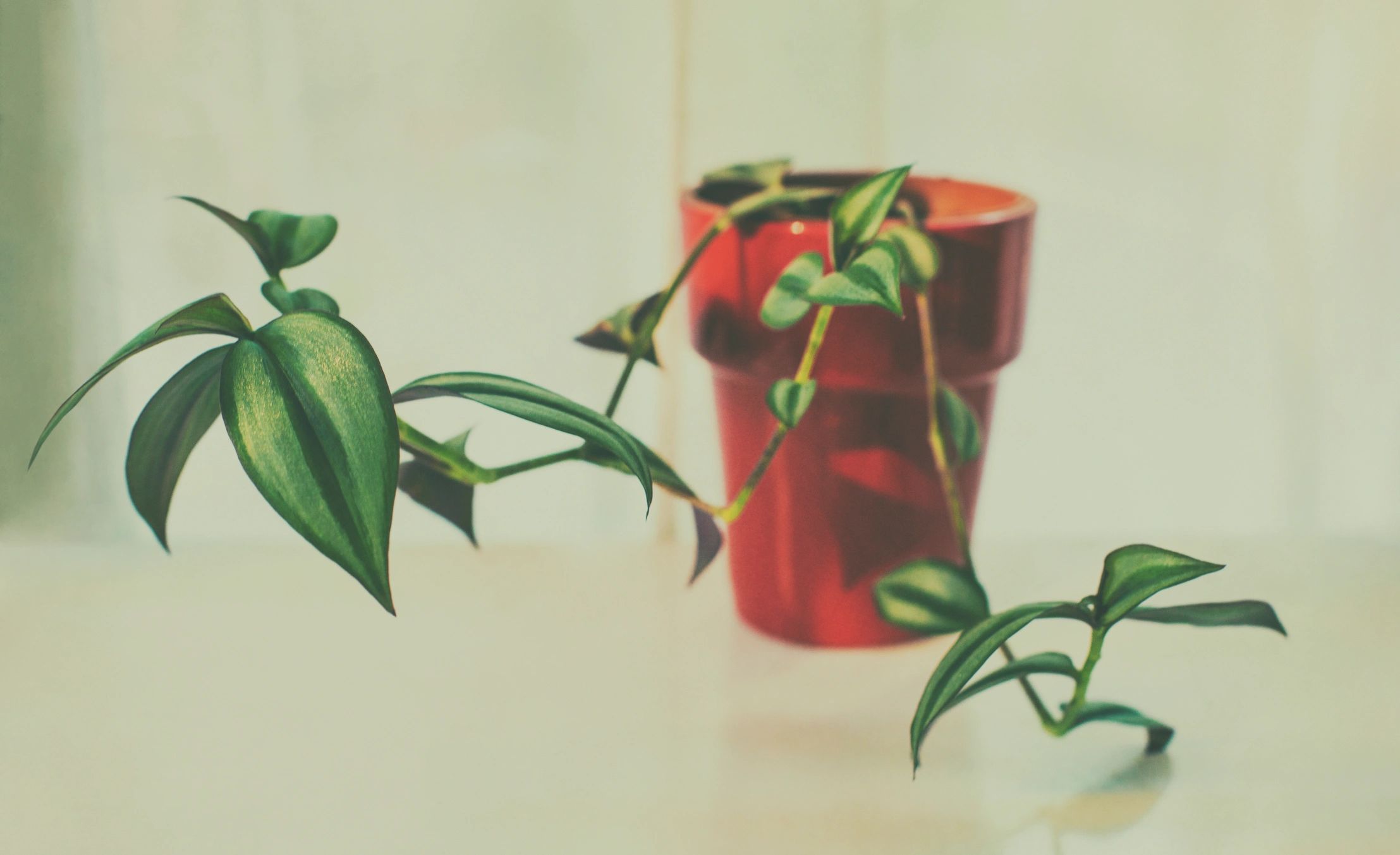 Decorative planter styled in a calm interior