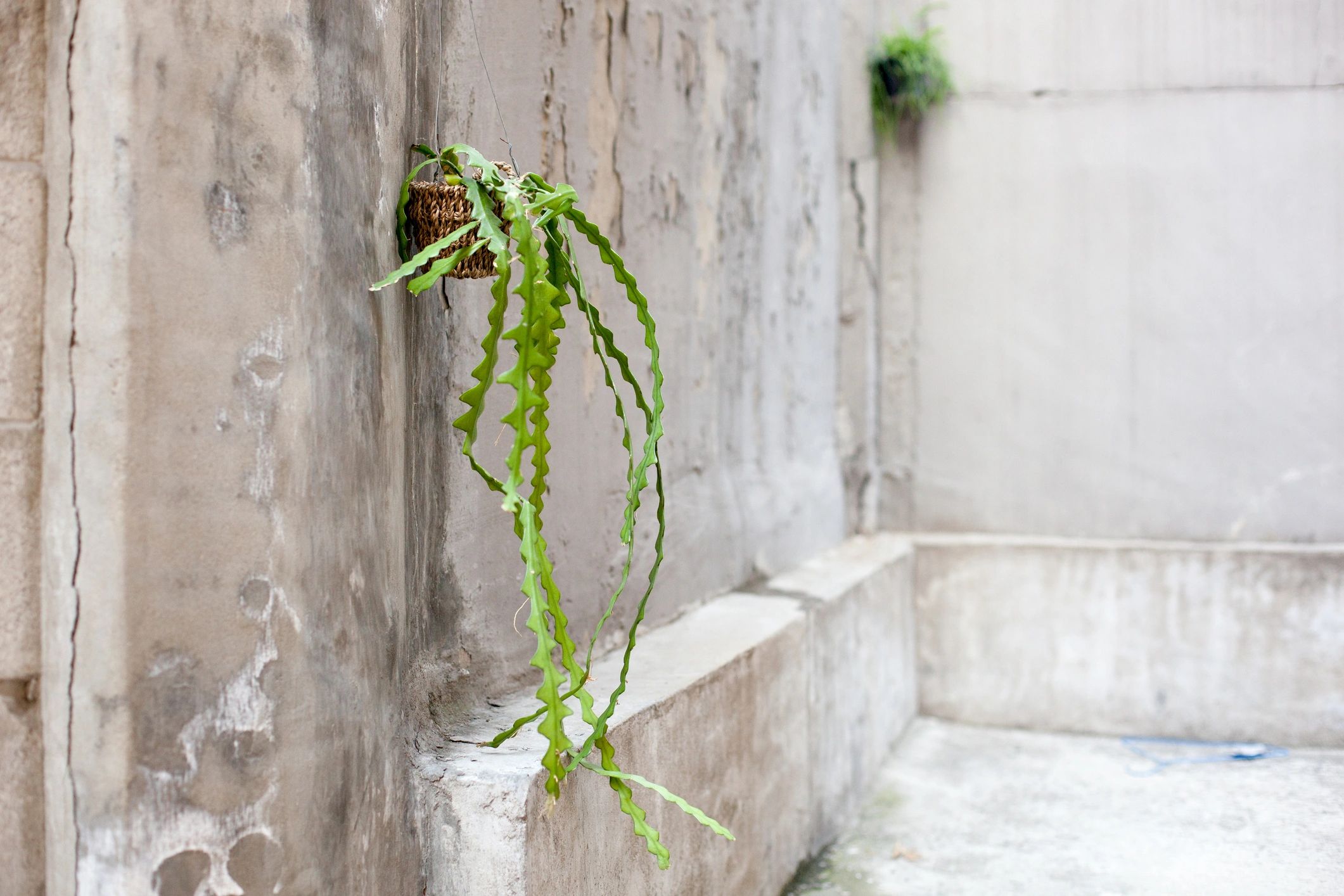 Woven hanging planter with cascading cactus