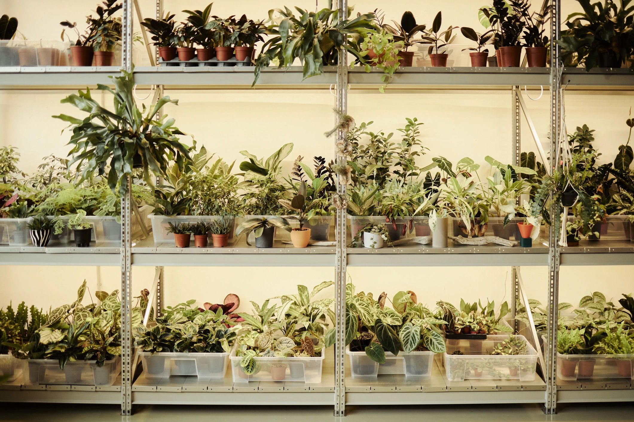 Curated collection of potted plants displayed in a bright studio setting